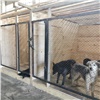 740 бездомных собак поймали и стерилизовали в Красноярске за три месяца