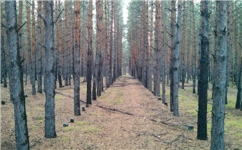 В Красноярске за год посадят 2,5 тысячи новых деревьев и заменят те, которые не пережили зиму