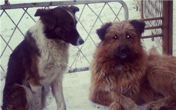 Чиновники из мэрии Кызыла попали под уголовное дело за плохой контроль за отловом бродячих собак
