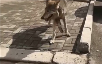 Директор красноярского зоопарка рассказал о дальнейшей судьбе найденной в центре города волчицы