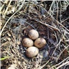 «Мама-утка не хотела покидать гнездо и едва не погибла»: в Красноярском крае пожарные спасли птичье семейство от огня