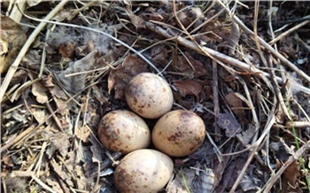 «Мама-утка не хотела покидать гнездо и едва не погибла»: в Красноярском крае пожарные спасли птичье семейство от огня