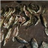В Красноярском крае поймали рыбака за незаконный вылов более 100 рыб белых пород (видео)
