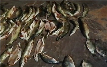 В Красноярском крае поймали рыбака за незаконный вылов более 100 рыб белых пород