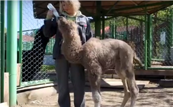 В красноярском зоопарке родился верблюжонок необычного окраса