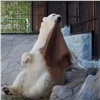 В красноярском зоопарке медведица станцевала с платком (видео)