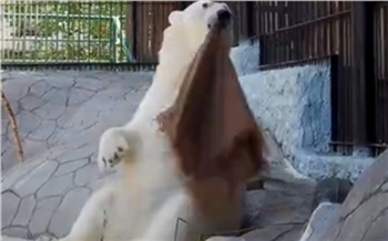 В красноярском зоопарке медведица станцевала с платком