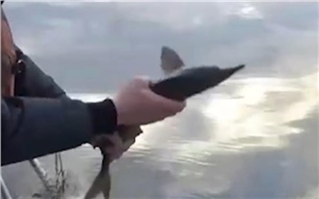 На севере Красноярского края полицейские отобрали у браконьеров рыбу и выпустили ее на волю