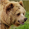 Медведь напал на туристов в «Ергаках» и насмерть задрал подростка 