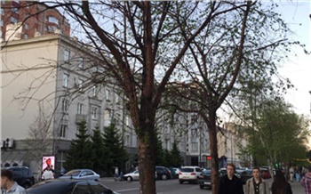 Из исторического центра Красноярска уберут сухие и больные деревья