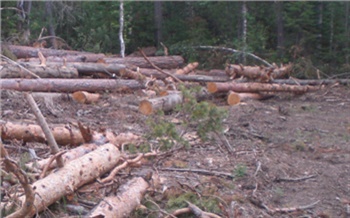 Красноярца отправили в колонию за 50 вырубленных в заповедном месте деревьев