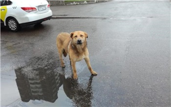 Осенью в Красноярске может стать больше бездомных псов. Власти ищут третьего отловщика за 3,5 млн рублей
