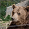 На Ергаках еще один человек погиб в результате нападения медведя. Парк предлагают закрыть