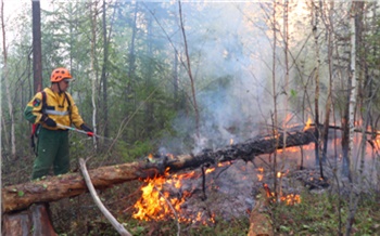 Площадь лесных пожаров в Красноярском крае за сутки выросла почти втрое