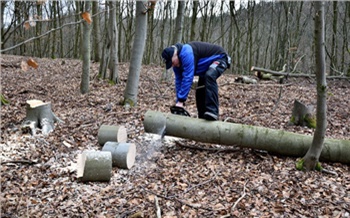 В Красноярском крае очередной «черный лесоруб» спилил деревья на 4 миллиона рублей