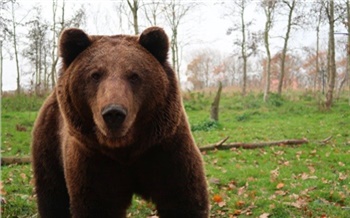В Красноярском крае застрелят еще пять опасных медведей