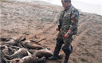 «Могло повлиять задымление»: в минэкологии Красноярского края назвали возможную причину массовой гибели оленей в Хатанге