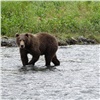 В Красноярском крае разрешили застрелить еще 4 медведей