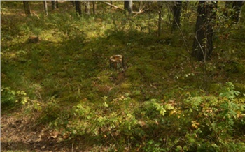 Житель Минусинского района срубил два десятка деревьев и может сесть в тюрьму