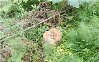 В Красноярском крае поймали очередного «черного лесоруба». У него дома нашли нелегальный порох из 90-х годов