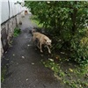 «Жители стали жаловаться меньше»: в Красноярске за неделю поймали и стерилизовали 49 бездомных псов 