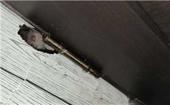 «Прогрызают стены и бегают под полом»: жительница Норильска год борется с крысами в квартире