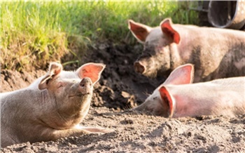 «Это вопиющий факт»: красноярский свинокомплекс уличили в сливе нечистот в реку возле Большой Мурты