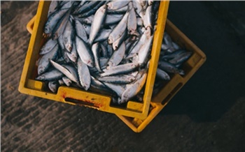 Более 7 тонн рыбы и 50 кг икры изъяли у браконьеров в Красноярском крае