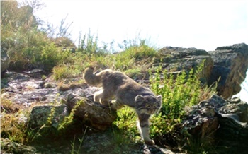 На юге Красноярского края кот «уродливое ухо» попал в фотоловушку