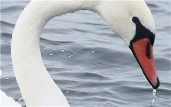 «Вмерзнет и погибнет»: в Норильске на озере Долгом уже неделю живет одинокий лебедь