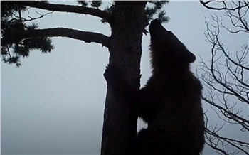 «Сам себе режиссер»: медвежонок из Саяно-Шушенского заповедника сбил фотоловушку и попозировал перед ней