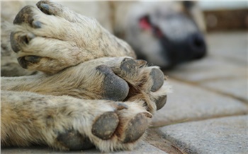 Жители Пашенного заподозрили соседей в убийстве собак