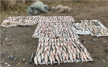 Двух браконьеров с крупным уловом задержали на юге Красноярского края