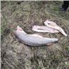 Таймырского браконьера отправили в колонию за вылов осетров и белой рыбы (видео)