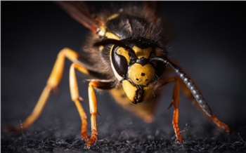 В Железногорске электромонтер умер от укусов пчел