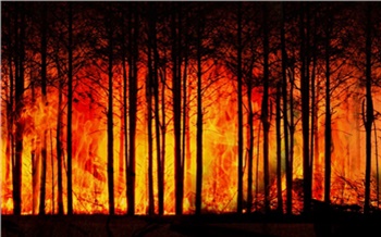 Следователи нашли виновного в масштабных лесных пожарах в Богучанском районе