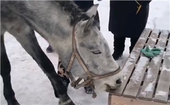 В Солнечном лошади «съедают» новые лавочки в сквере