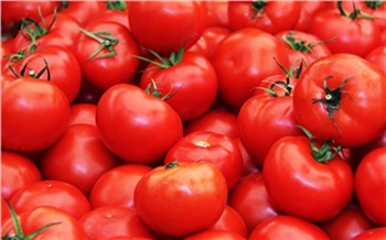 В теплицах Емельяновского района помидоры и огурцы поливали китайскими пестицидами . Владелец заплатит штраф 3 тысячи