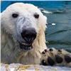 В красноярском «Роевом Ручье» белые медведи открыли купальный сезон