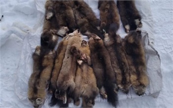 Житель Красноярского края сдал полиции знакомого, который убил соболей и зайцев