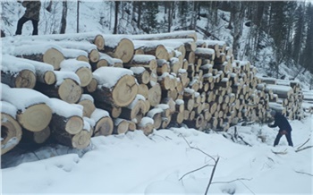 В Красноярском крае сотрудник лесозаготовительной компании прорубил автодорогу, спилив 77 деревьев