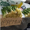 «Ешьте ее и забудете об авитаминозе»: красноярцам рассказали о пользе черемши 