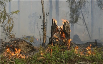 Рабочий хотел приготовить обед и устроил лесной пожар на юге Красноярского края