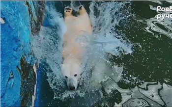 Красноярский «Роев ручей» показал медвежьи прыжки в бассейн