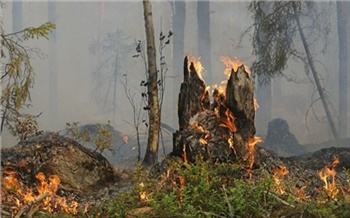 В Красноярском крае опять горит лес