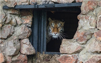 Скандальные вырубки, укус суслика и невеста для тигра: главные события в Красноярском крае за 23 июня