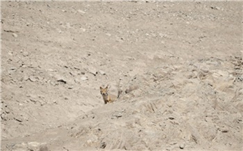 На юге Красноярского края в фотоловушку попала матерая волчица