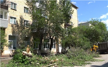 Подрядчика накажут за поврежденные деревья на улице Красной Армии в Красноярске