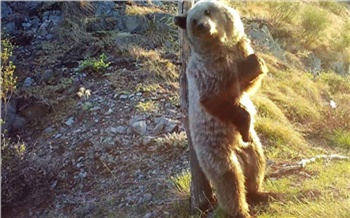 Камеры засняли забавные «танцы» медведей в заповеднике на юге Красноярского края