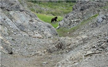 «Жестоко, но это природа»: в заповеднике на юге Красноярского края засняли медвежью охоту на маленьких козлят